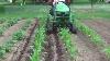 6 Cultivating Corn With John Deere 1025r
