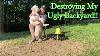 Does The Sunjoe Tiller Work On Lawns Fixing My Ugly Backyard Ep 2
