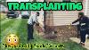 Moving The Japanese Maple Adding More Rocks Reusing Good Grass Part 1